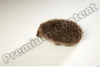 Hedgehog - Erinaceus europaeus  0008